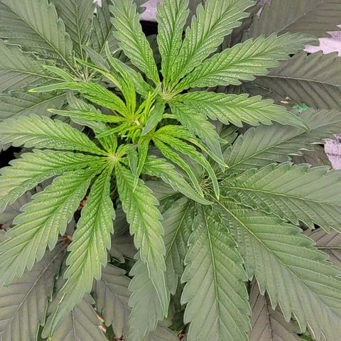 Candy Store RBX growlog timeline photo