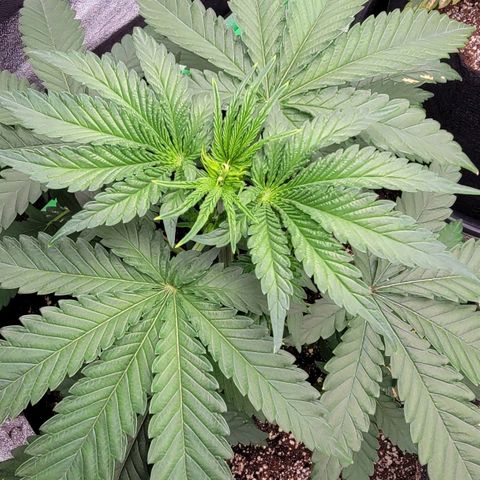 Candy Store RBX growlog timeline photo
