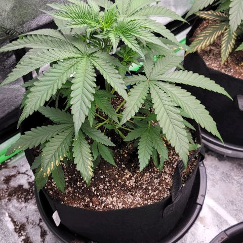Candy Store RBX growlog timeline photo
