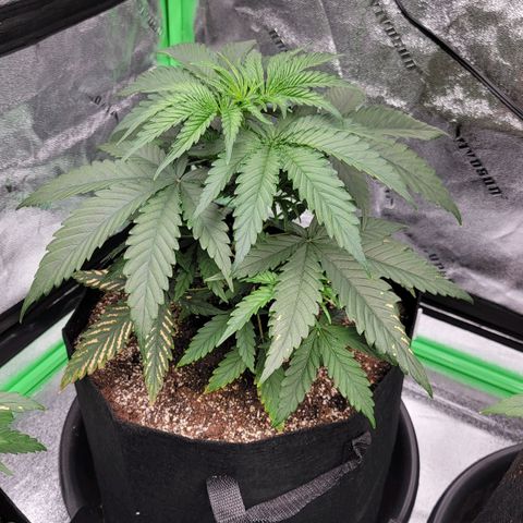 Candy Store RBX growlog timeline photo