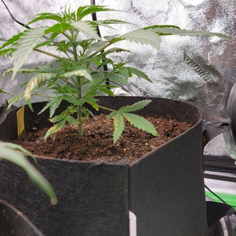 Candy Store RBX growlog timeline photo