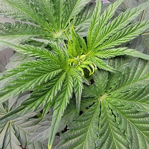 Candy Store RBX growlog timeline photo