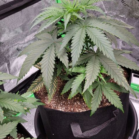 Candy Store RBX growlog timeline photo