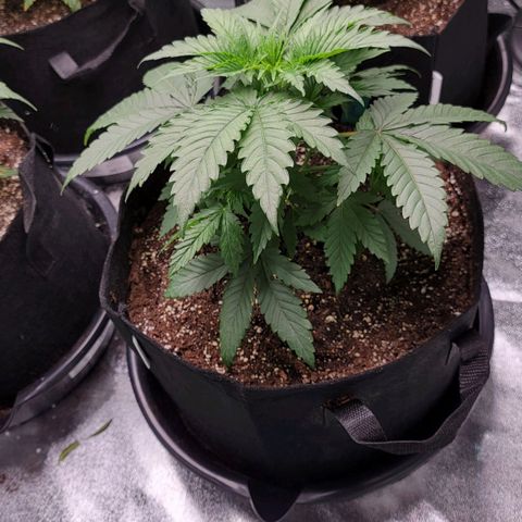 Candy Store RBX growlog timeline photo