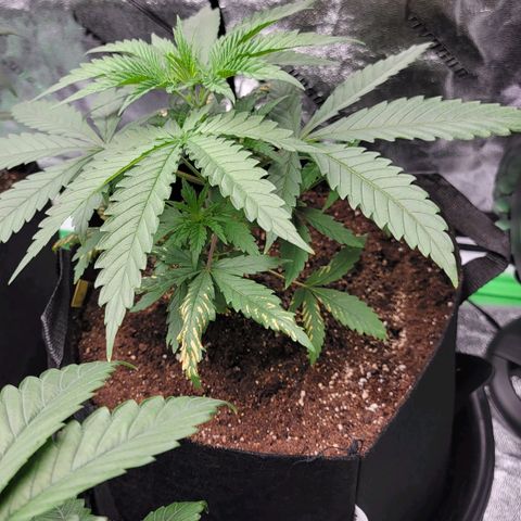 Candy Store RBX growlog timeline photo