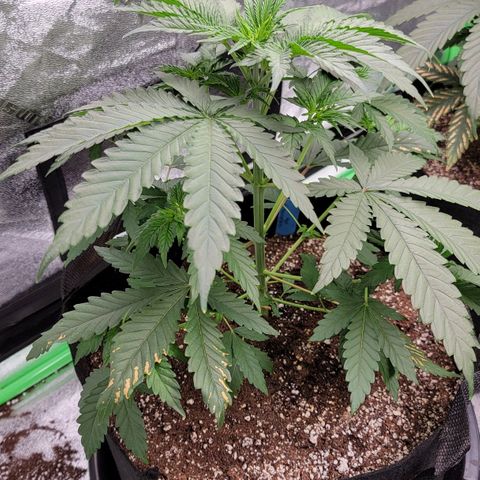 Candy Store RBX growlog timeline photo