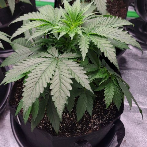 Candy Store RBX growlog photo: Will do second half of feeding today
