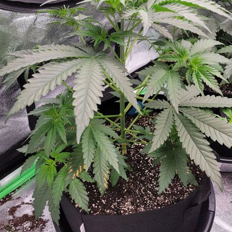 Candy Store RBX growlog photo: Will do second half of feeding today
