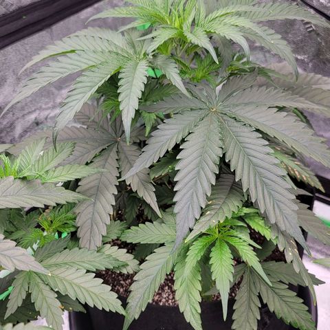 Candy Store RBX growlog photo: Will do second half of feeding today