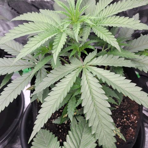 Candy Store RBX growlog photo: Will do second half of feeding today