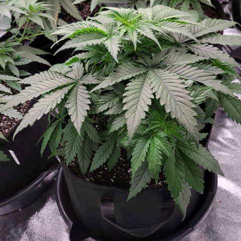Candy Store RBX growlog timeline photo