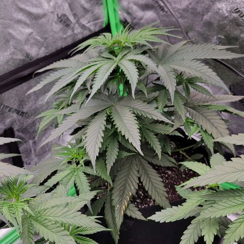 Candy Store RBX growlog timeline photo