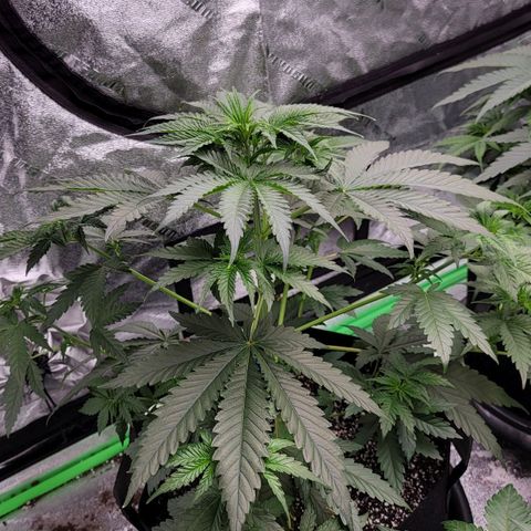Candy Store RBX growlog timeline photo