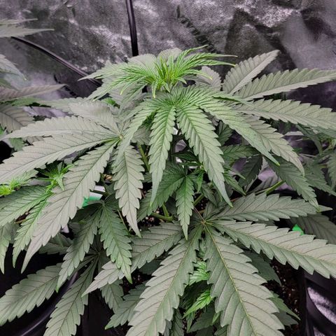 Candy Store RBX growlog timeline photo