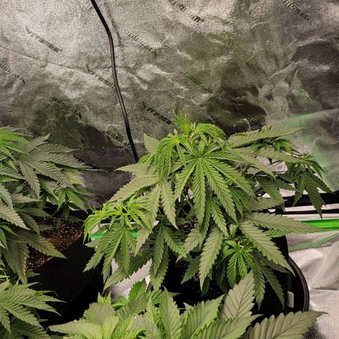 Candy Store RBX growlog photo: Veg > Flower
12/12 cycle