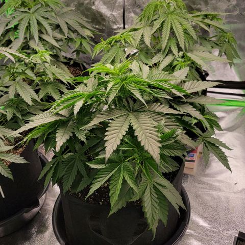 Candy Store RBX growlog photo: Veg > Flower
12/12 cycle