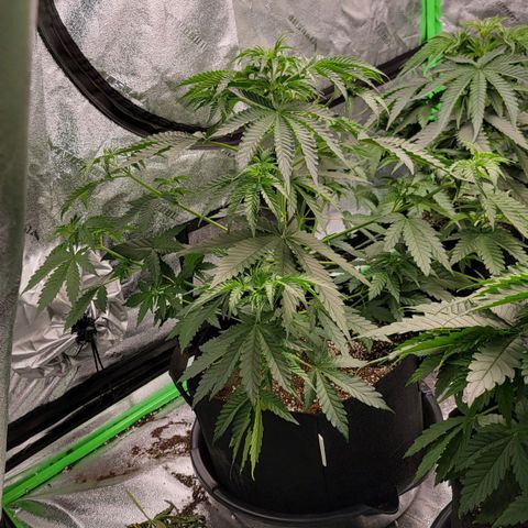 Candy Store RBX growlog photo: Veg > Flower
12/12 cycle