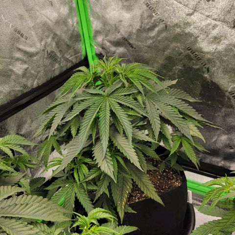 Candy Store RBX growlog photo: Veg > Flower
12/12 cycle