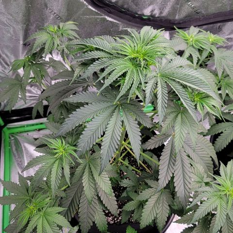 Candy Store RBX growlog photo: Skipped feeding
1/2 gal water each
5ml/gal calimagic
No phup