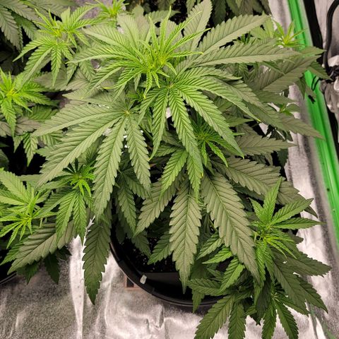 Candy Store RBX growlog photo: Skipped feeding
1/2 gal water each
5ml/gal calimagic
No phup