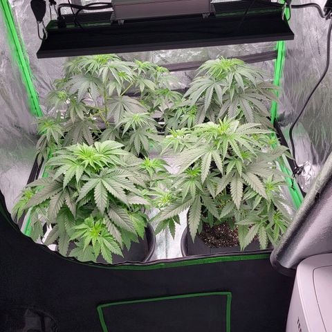 Candy Store RBX growlog photo: Skipped feeding
1/2 gal water each
5ml/gal calimagic
No phup