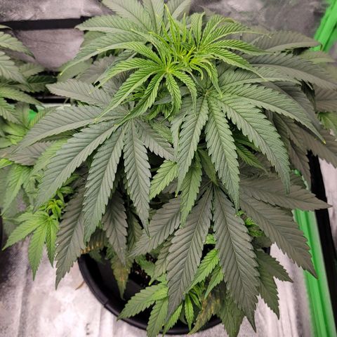 Candy Store RBX growlog photo: Skipped feeding
1/2 gal water each
5ml/gal calimagic
No phup