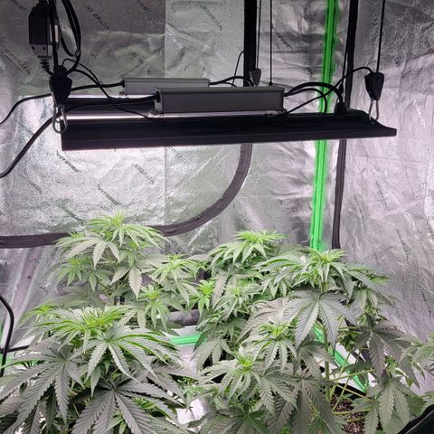Candy Store RBX growlog photo: Skipped feeding
1/2 gal water each
5ml/gal calimagic
No phup