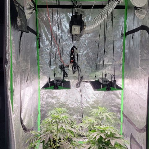 Candy Store RBX growlog photo: Skipped feeding
1/2 gal water each
5ml/gal calimagic
No phup