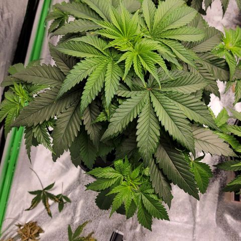 Candy Store RBX growlog photo: Skipped feeding
1/2 gal water each
5ml/gal calimagic
No phup