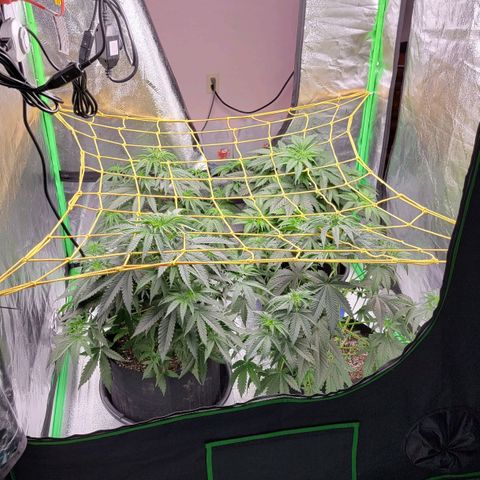 Candy Store RBX growlog photo: Trellis net installed 
