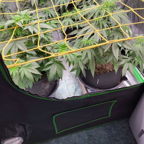 Candy Store RBX growlog photo: Trellis net installed 