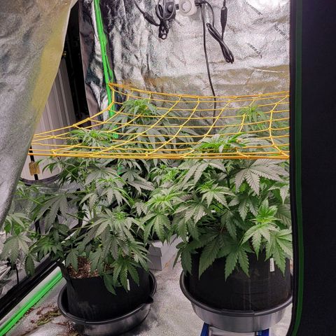 Candy Store RBX growlog photo: Trellis net installed 
