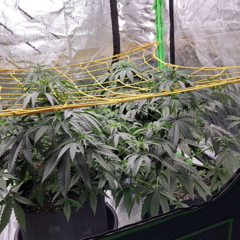 Candy Store RBX growlog timeline photo