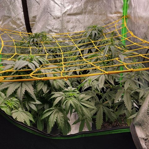 Candy Store RBX growlog timeline photo
