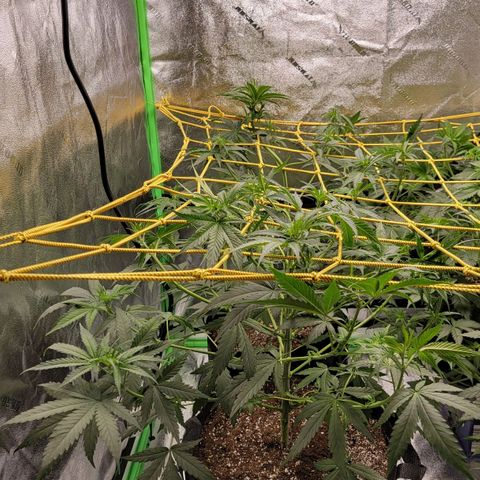Candy Store RBX growlog timeline photo