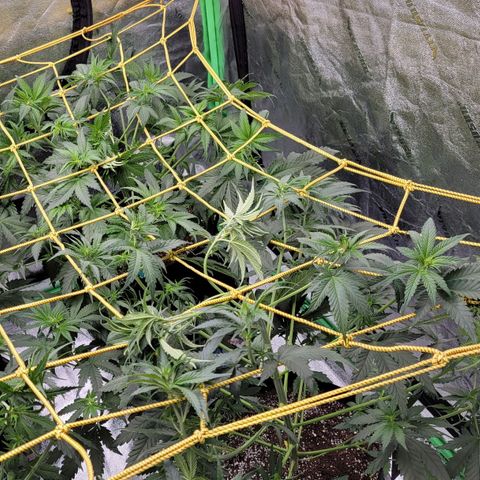 Candy Store RBX growlog timeline photo