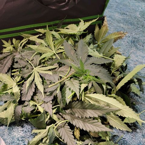 Candy Store RBX growlog timeline photo