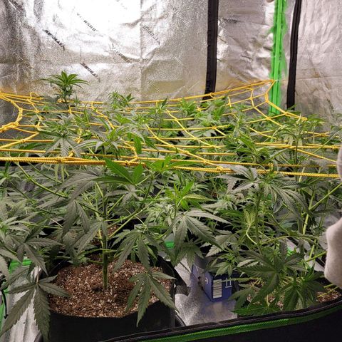 Candy Store RBX growlog timeline photo