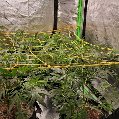Candy Store RBX growlog timeline photo