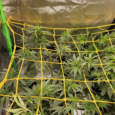 Candy Store RBX growlog timeline photo