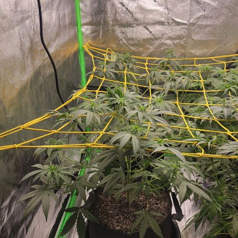 Candy Store RBX growlog photo: 2 gal each feeding
Cal-mag 5ml/gal
Big bloom 10ml/gal
Grow big 10ml/gal
Tiger bloom 10ml/gal
Phup 4 drops/gal

Collected most of runoff