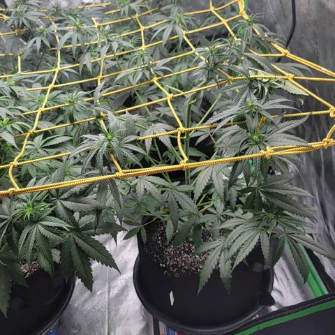 Candy Store RBX growlog photo: 2 gal each feeding
Cal-mag 5ml/gal
Big bloom 10ml/gal
Grow big 10ml/gal
Tiger bloom 10ml/gal
Phup 4 drops/gal

Collected most of runoff