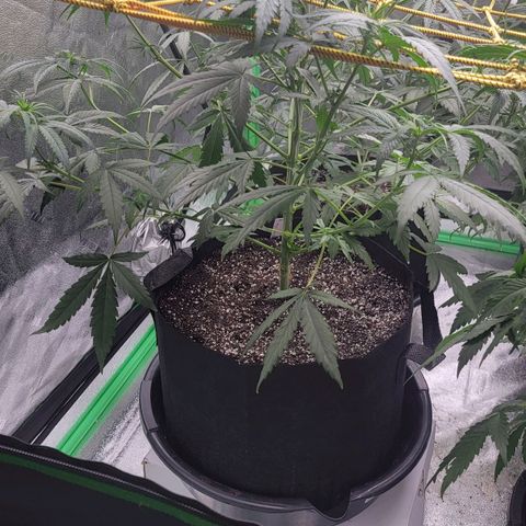 Candy Store RBX growlog photo: 2 gal each feeding
Cal-mag 5ml/gal
Big bloom 10ml/gal
Grow big 10ml/gal
Tiger bloom 10ml/gal
Phup 4 drops/gal

Collected most of runoff