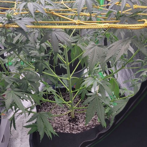 Candy Store RBX growlog photo: 2 gal each feeding
Cal-mag 5ml/gal
Big bloom 10ml/gal
Grow big 10ml/gal
Tiger bloom 10ml/gal
Phup 4 drops/gal

Collected most of runoff
