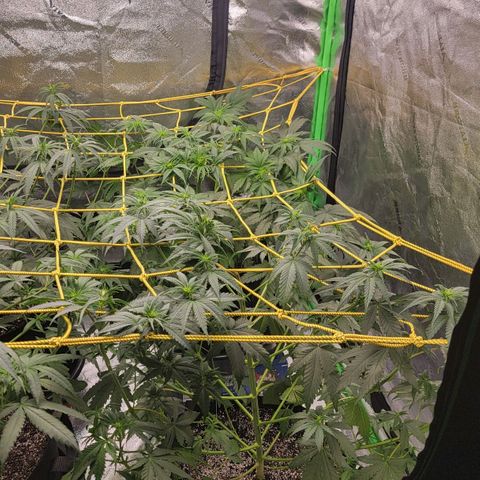 Candy Store RBX growlog photo: 2 gal each feeding
Cal-mag 5ml/gal
Big bloom 10ml/gal
Grow big 10ml/gal
Tiger bloom 10ml/gal
Phup 4 drops/gal

Collected most of runoff