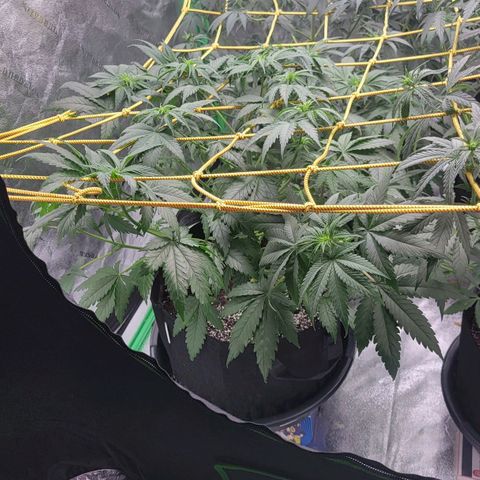 Candy Store RBX growlog photo: 2 gal each feeding
Cal-mag 5ml/gal
Big bloom 10ml/gal
Grow big 10ml/gal
Tiger bloom 10ml/gal
Phup 4 drops/gal

Collected most of runoff