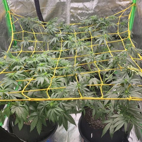 Candy Store RBX growlog photo: 2 gal each feeding
Cal-mag 5ml/gal
Big bloom 10ml/gal
Grow big 10ml/gal
Tiger bloom 10ml/gal
Phup 4 drops/gal

Collected most of runoff