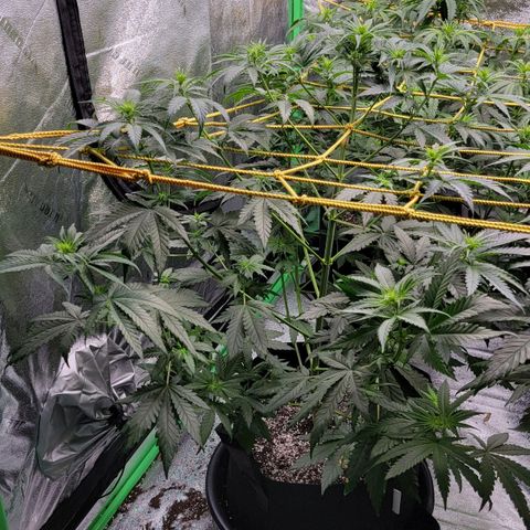 Candy Store RBX growlog timeline photo