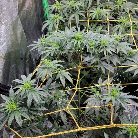Candy Store RBX growlog timeline photo