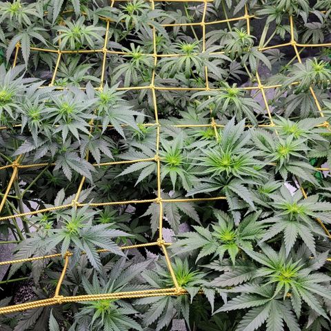 Candy Store RBX growlog timeline photo